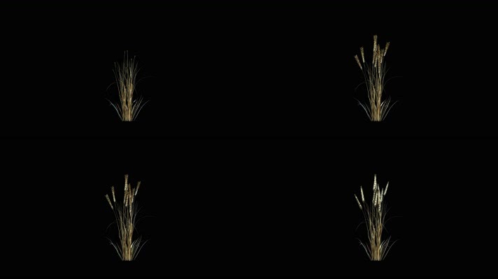 4K金色小麦生长动画