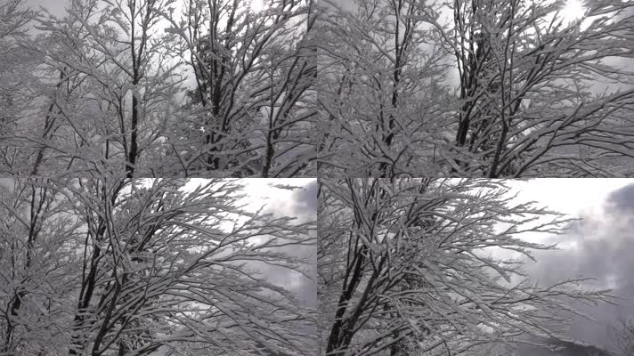 航拍雪林 冬季 雪原 树上挂雪  