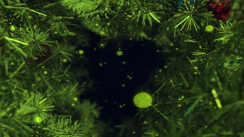 圣诞节圣诞树装饰背景