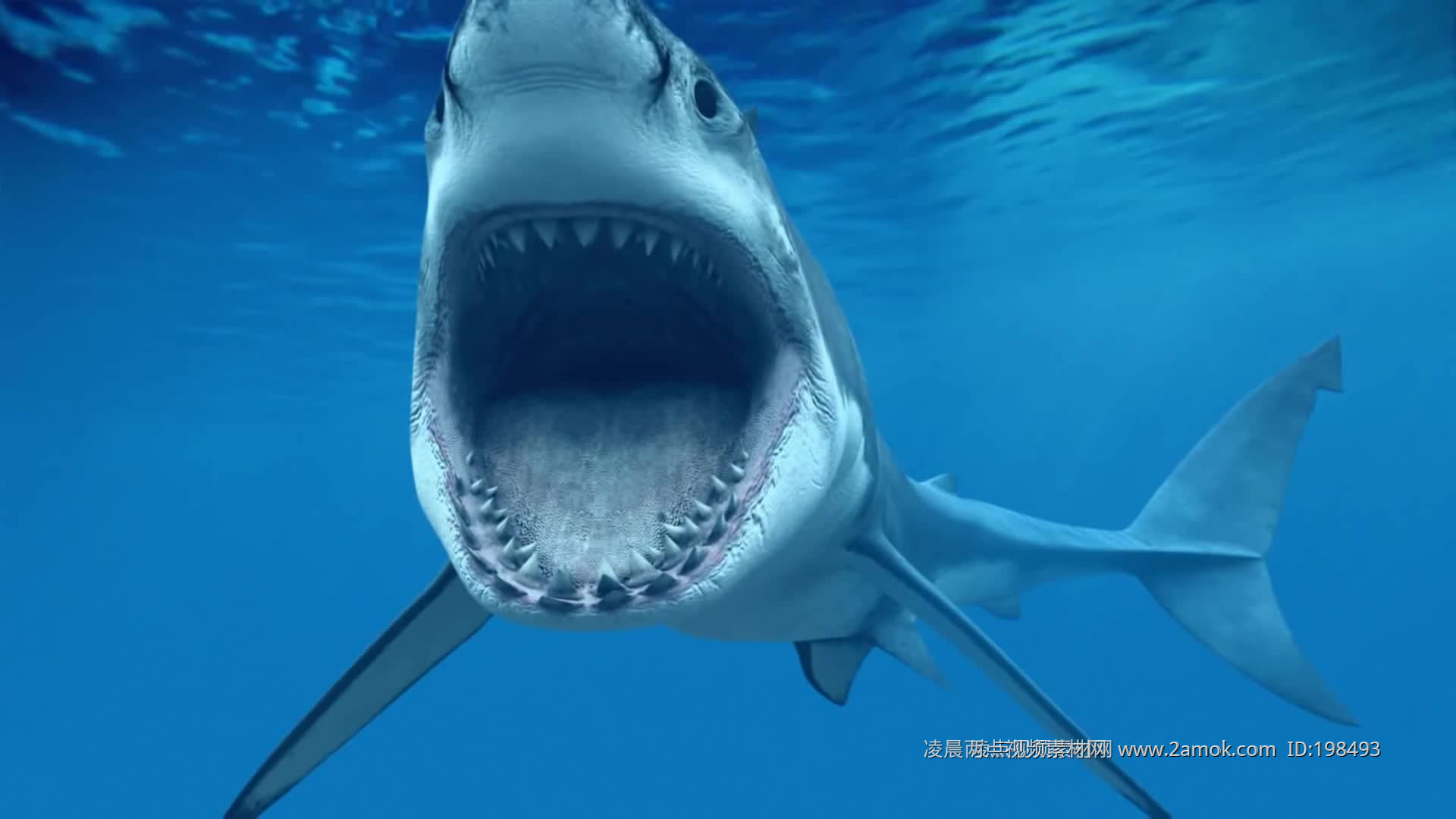 鲨鱼超宽屏（01）-alpha通道_6000X1000_高清视频素材下载(编号:3728912)_影视包装_VJ师网 www.vjshi.com