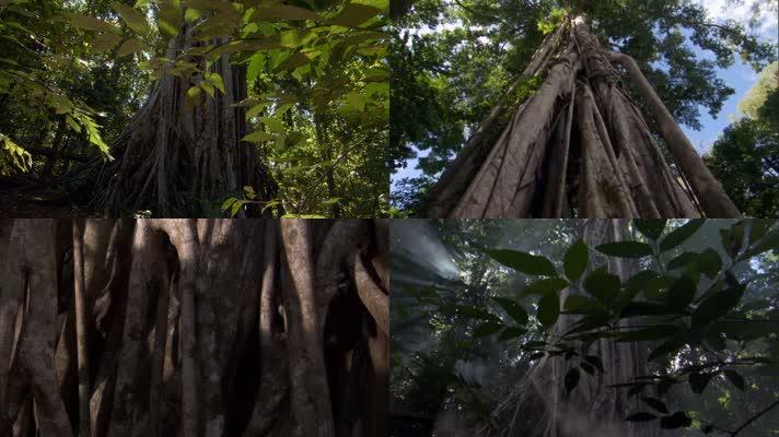 千年古树参天大树