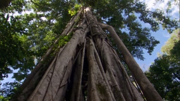 千年古树参天大树