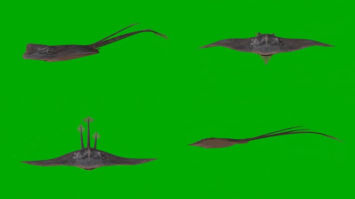 绿幕视频素材蝠鲼魔鬼鱼