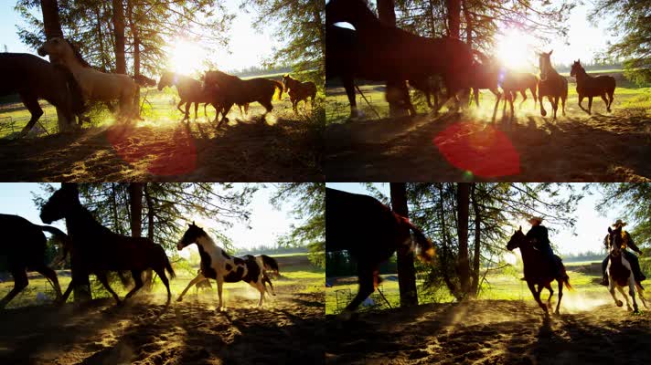 阳光下马群奔跑