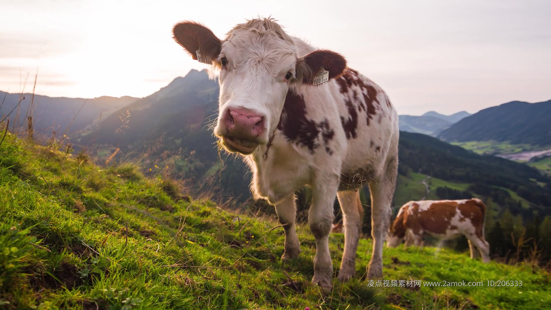 牧场的奶牛高清摄影图片素材-编号23138833-图行天下