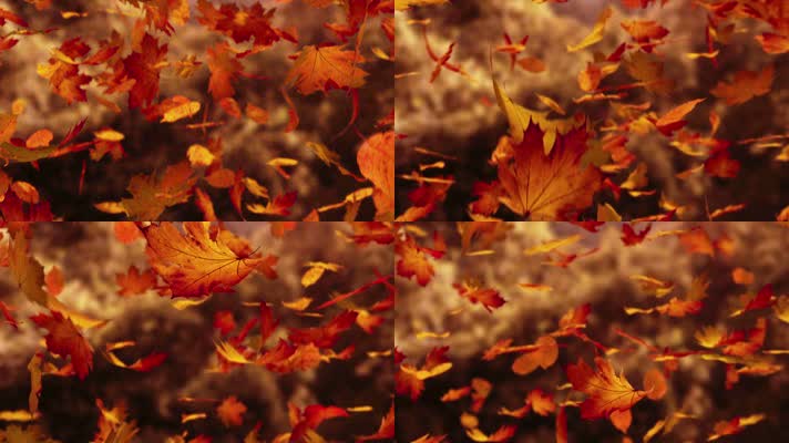秋季美丽树叶落叶飘落
