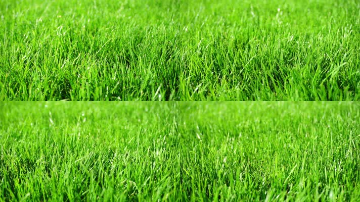 草地绿色草坪