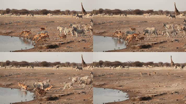 大草原水源斑马羚羊动物饮水