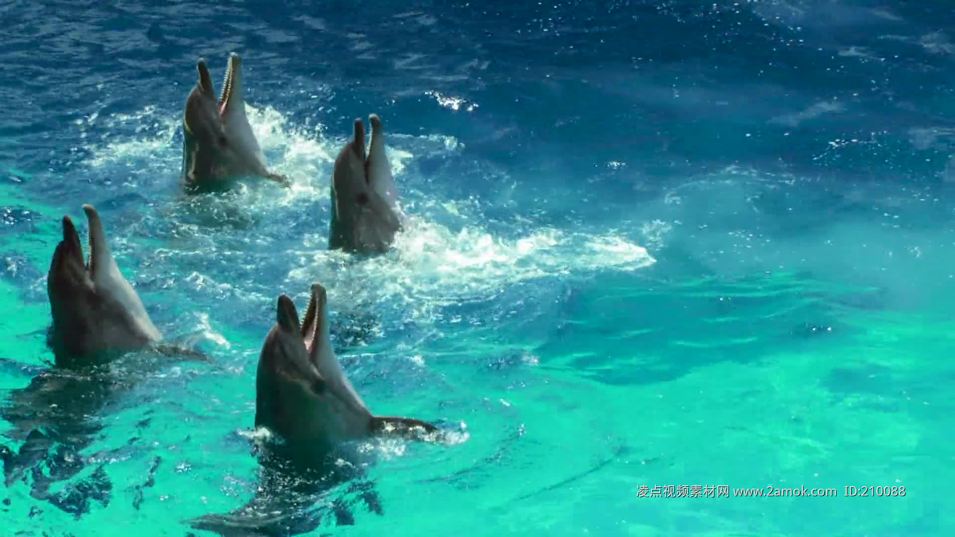 【海洋公园海豚表演摄影图片】生活摄影_太平洋电脑网摄影部落
