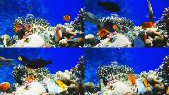 海底鱼群珊瑚海洋美景