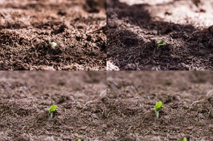 土壤种子发芽生长幼苗破土而出