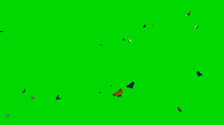 绿幕视频素材蝴蝶