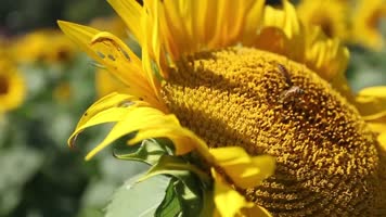 向日葵太阳花农业素材