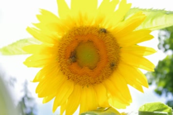 向日葵太阳花农业素材