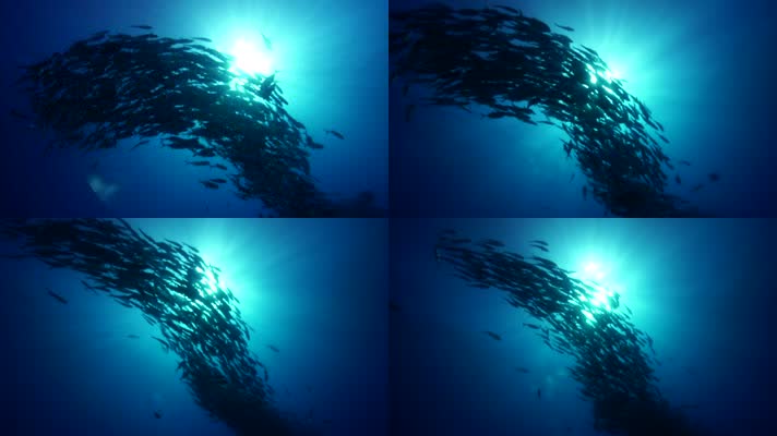 海底鱼群海面阳光照射