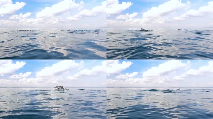 海洋海水海豚越出海面