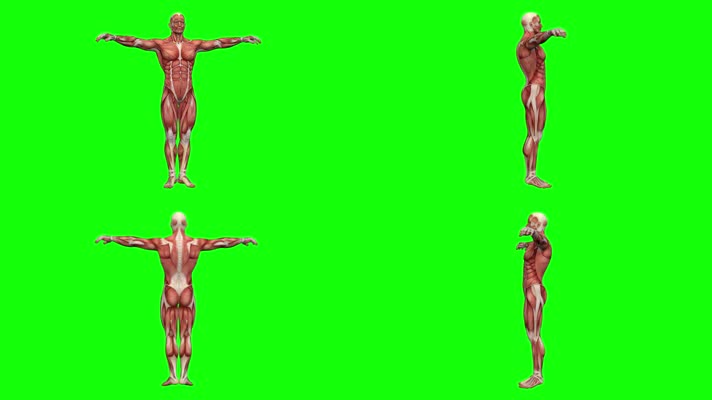 人体模型绿屏