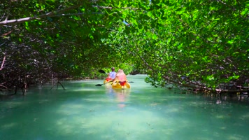 密林深处的河流