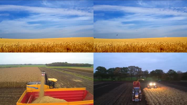金色麦田玉米田收割粮食丰收农业素材