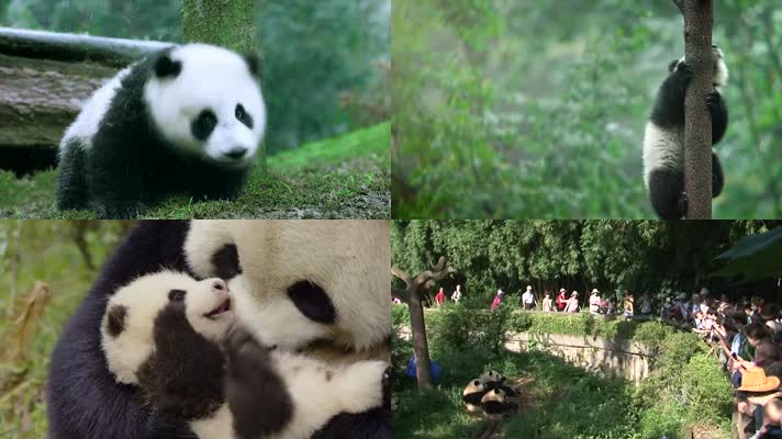 熊猫国宝