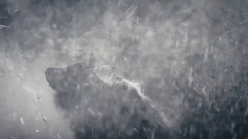 雄壮大黑牛厚厚的绒毛保暖御寒