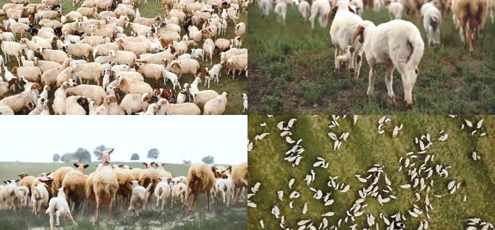 草原上的羊群放牧牧羊