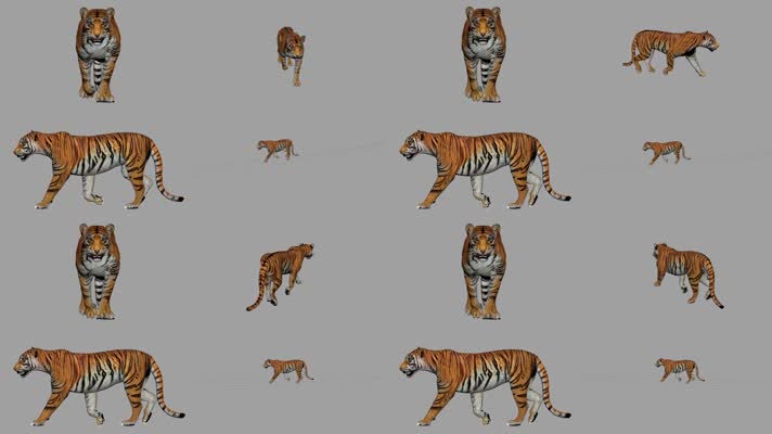 老虎走路循环动画