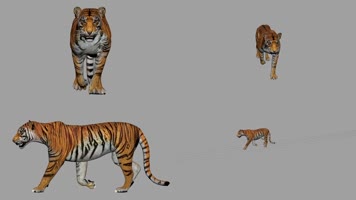 老虎走路循环动画