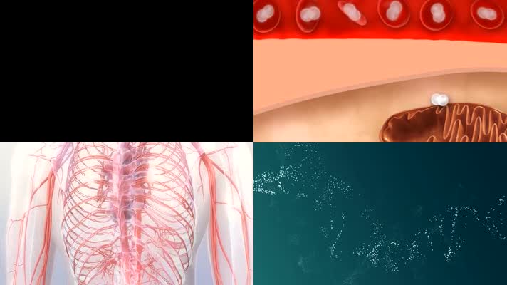 人体器官血液流动血管堵塞DNA医疗动画