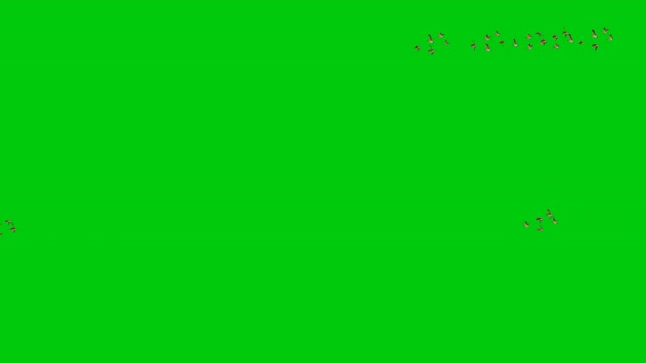 绿幕视频素材大雁