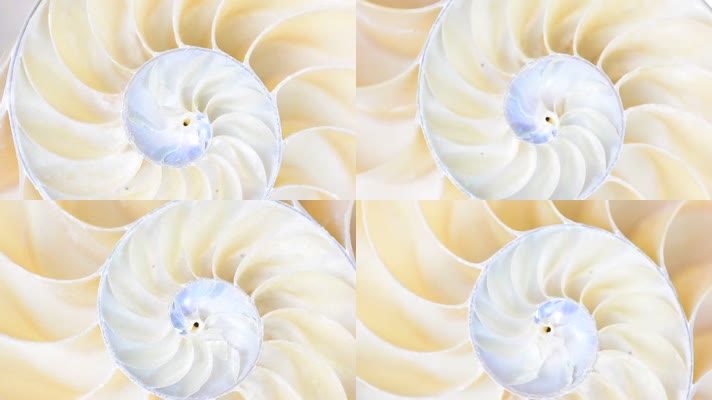 美丽贝壳螺旋结构