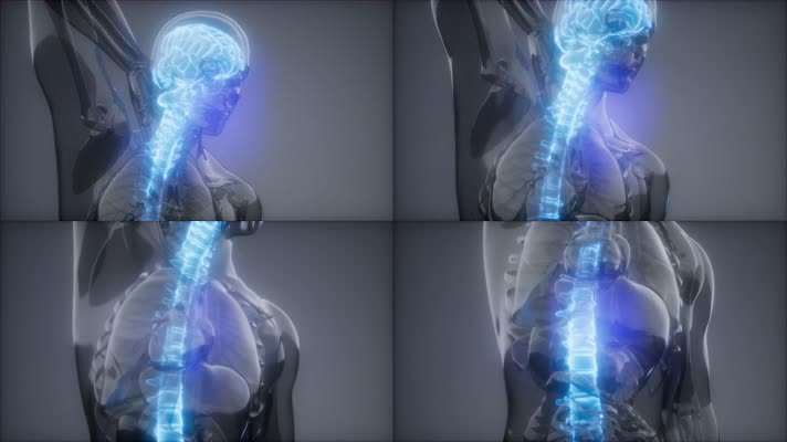 人体脊柱脊椎
