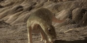 肉食恐龙捕食阿根廷龙幼崽