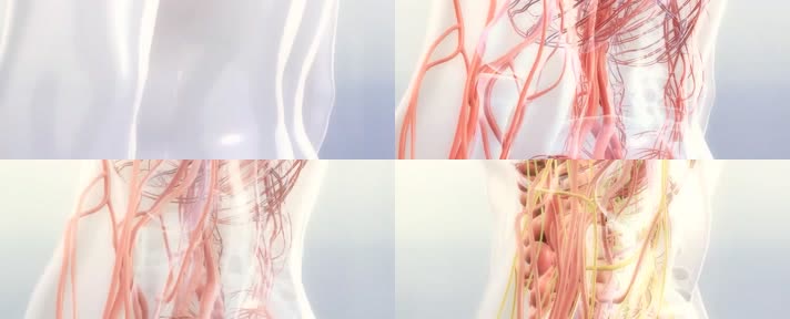 人体内部血管透视血液流通神经脉络血液循环