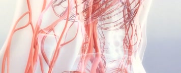 人体内部血管透视血液流通神经脉络血液循环