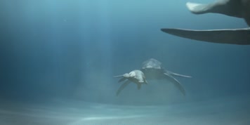 侏罗纪海洋恐龙海王龙追捕白垩龙三维动画