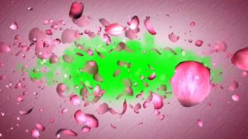 绿幕视频素材玫瑰花瓣转场