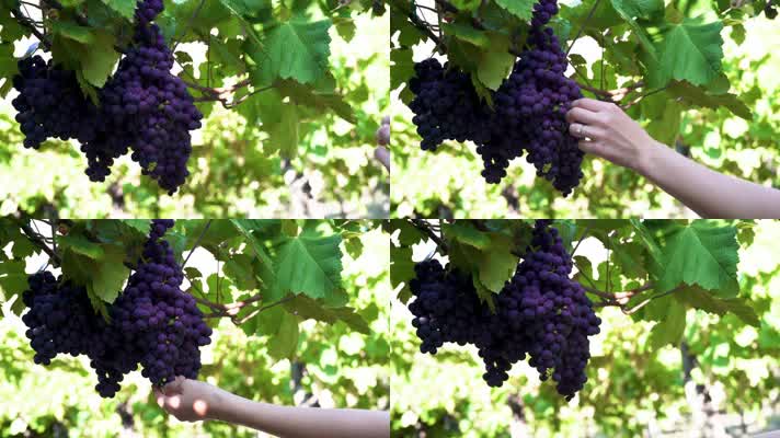 紫葡萄，葡萄，水果