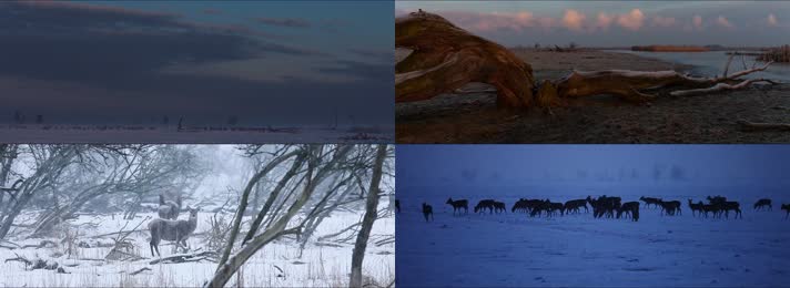 冬季冰原动物迁徙群鹿