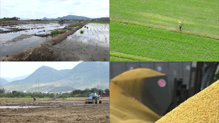 台湾农田农民种植水稻秋收收货粮食航拍稻田
