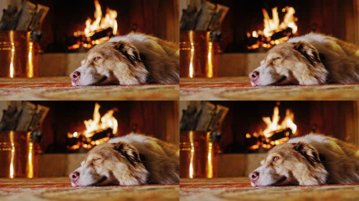 可爱大狗在火炉旁睡觉