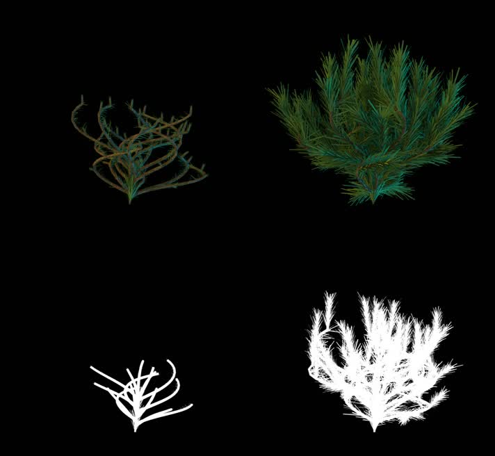 3D 树枝 生长 抠像 植物 