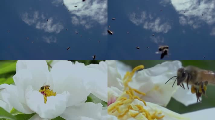 蜜蜂采蜜-高格拍摄