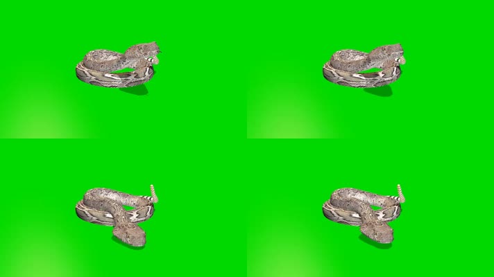 绿幕视频素材响尾蛇