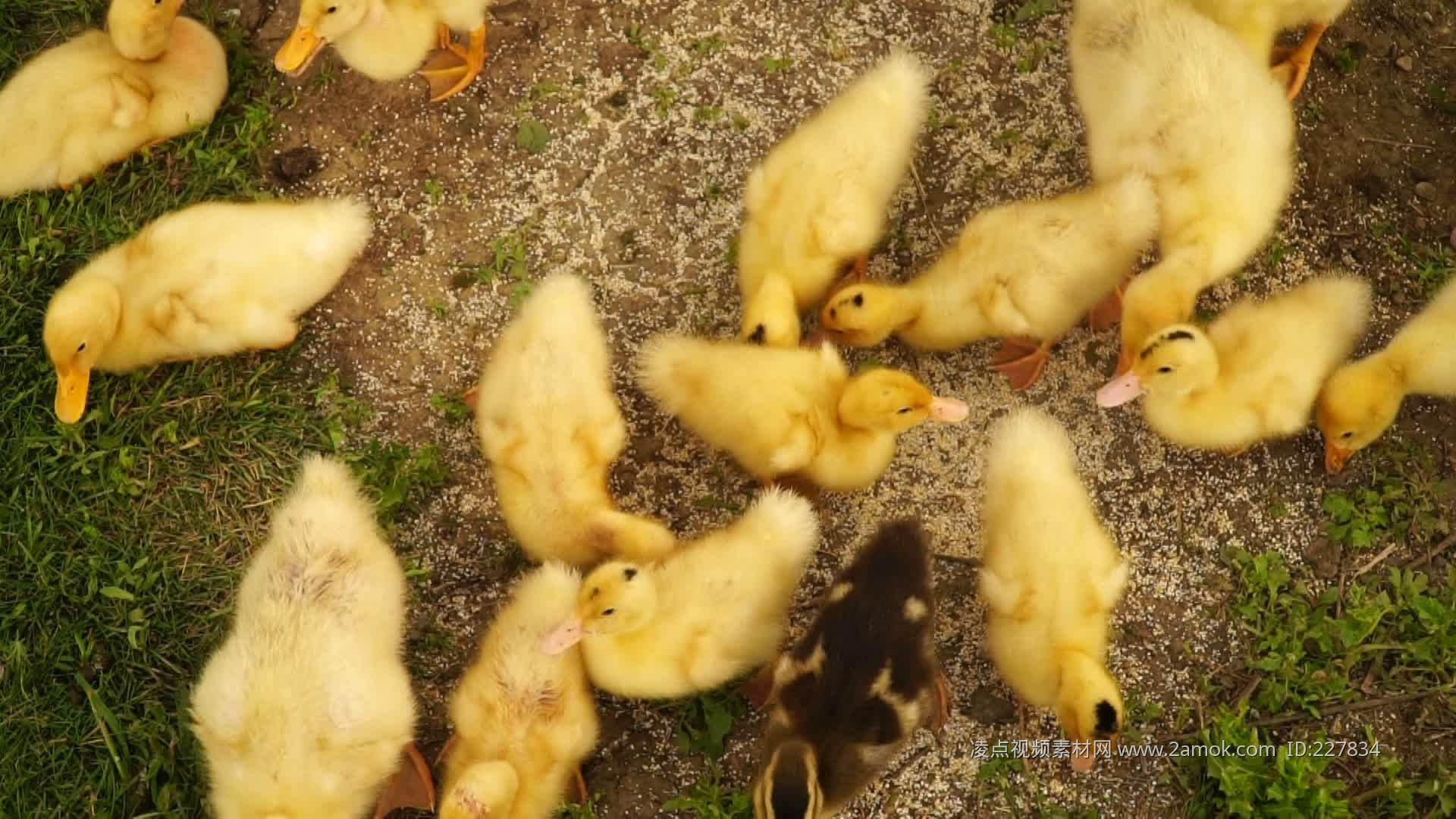 新出生的鸭子 库存照片. 图片 包括有 问候, 少许, 上色, 愉快, 烧杯, 期初的, 甜甜, 春天, 鸭子 - 2138972