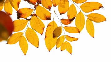 金秋天暖色阳光透过金黄树叶 金秋天暖色阳光透过金黄树叶