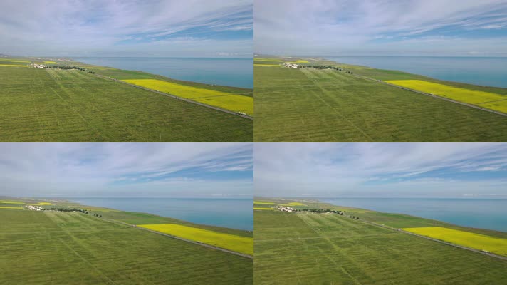 青海湖的油菜花4k