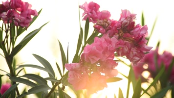 清晨户外花草逆光唯美素材 清晨户外花草逆光唯美素材