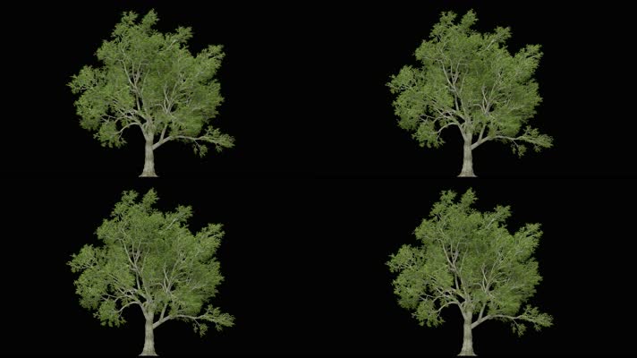 可换背景树木生长视频