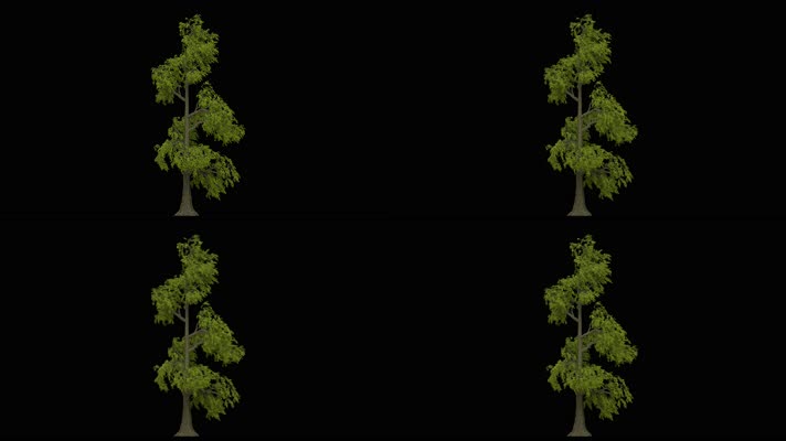 树木生长动画视频